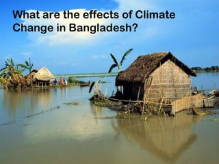 What are the effects of Climate Change in Bangladesh? 