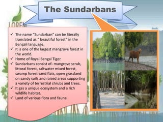 The Sundarbans
 The name “Sundarban” can be literally
translated as “ beautiful forest” in the
Bengali language.
 It is one of the largest mangrove forest in
the world.
 Home of Royal Bengal Tiger.
 Sundarbans consist of- mangrove scrub,
littoral forest, saltwater mixed forest,
swamp forest sand flats, open grassland
on sandy soils and raised areas supporting
a variety of terrestrial shrubs and trees.
 It gas a unique ecosystem and a rich
wildlife habitat.
 Land of various flora and fauna
 