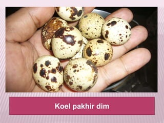 Koel pakhir dim
 