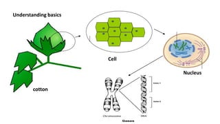 Modified Seeds Genetically Modified seeds | PPTX