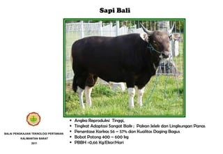 Bangsa sapi | PPTX