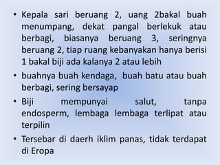 • Kepala sari beruang 2, uang 2bakal buah
menumpang, dekat pangal berlekuk atau
berbagi, biasanya beruang 3, seringnya
beruang 2, tiap ruang kebanyakan hanya berisi
1 bakal biji ada kalanya 2 atau lebih
• buahnya buah kendaga, buah batu atau buah
berbagi, sering bersayap
• Biji
mempunyai
salut,
tanpa
endosperm, lembaga lembaga terlipat atau
terpilin
• Tersebar di daerh iklim panas, tidak terdapat
di Eropa

 