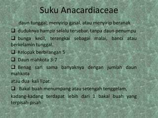 Suku Anacardiaceae
 daun tunggal, menyirip gasal, atau menyirip beranak
 duduknya hampir selalu tersebar, tanpa daun penumpu
 bunga kecil, terangkai sebagai malai, banci atau
berkelamin tunggal.
 Kelopak berbilangan 5
 Daun mahkota 3-7
 Benag sari sama banyaknya dengan jumlah daun
mahkota
atau dua kali lipat.
 Bakal buah menumpang atau setengah tenggelam,
kadang-kadang terdapat lebih dari 1 bakal buah yang
terpisah-pisah

 