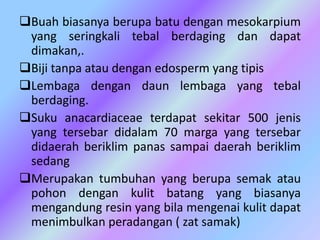 Buah biasanya berupa batu dengan mesokarpium
yang seringkali tebal berdaging dan dapat
dimakan,.
Biji tanpa atau dengan edosperm yang tipis
Lembaga dengan daun lembaga yang tebal
berdaging.
Suku anacardiaceae terdapat sekitar 500 jenis
yang tersebar didalam 70 marga yang tersebar
didaerah beriklim panas sampai daerah beriklim
sedang
Merupakan tumbuhan yang berupa semak atau
pohon dengan kulit batang yang biasanya
mengandung resin yang bila mengenai kulit dapat
menimbulkan peradangan ( zat samak)

 