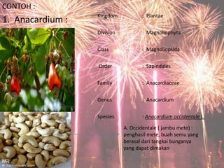 CONTOH :

1. Anacardium :

Kingdom

: Plantae

Division

: Magnoliophyta

Class

: Magnoliopsida

Order

: Sapindales

Family

: Anacardiaceae

Genus

: Anacardium

Spesies

: Anacardium occidentale L.
A. Occidentale ( jambu mete) :
penghasil mete, buah semu yang
berasal dari tangkai bunganya
yang dapat dimakan

 