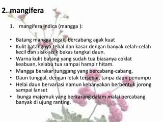2. mangifera
1. mangifera indica (mangga ):

• Batang mangga tegak, bercabang agak kuat
• Kulit batangnya tebal dan kasar dengan banyak celah-celah
kecil dan sisik-sisik bekas tangkai daun.
• Warna kulit batang yang sudah tua biasanya coklat
keabuan, kelabu tua sampai hampir hitam.
• Mangga berakar tunggang yang bercabang-cabang,
• Daun tunggal, dengan letak tersebar, tanpa daun penumpu
• Helai daun bervariasi namun kebanyakan berbentuk jorong
sampai lanset
• bunga majemuk yang berkarang dalam malai bercabang
banyak di ujung ranting.

 