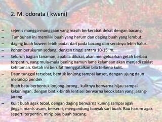 2. M. odorata ( kweni)
–
–
–
–
–

–
–

–

sejenis mangga-manggaan yang masih berkerabat dekat dengan bacang.
Tumbuhan ini memiliki buah yang harum dan daging buah yang lembut.
daging buah kuweni lebih padat dari pada bacang dan seratnya lebih halus.
Pohon berukuran sedang, dengan tinggi antara 10-15 m.
Seluruh bagian tanaman, apabila dilukai, akan mengeluarkan getah berbau
terpentin, yang mula-mula bening namun lama kelamaan akan menjadi coklat
kehitaman. Getah ini bersifat menggatalkan bila terkena kulit.
Daun tunggal tersebar, bentuk lonjong sampai lanset, dengan ujung daun
meluncip pendek
Buah batu berbentuk lonjong-jorong , kulitnya berwarna hijau sampai
kekuningan, dengan bintik-bintik lentisel berwarna kecoklatan yang jarangjarang.
Kulit buah agak tebal, dengan daging berwarna kuning sampai agak
jingga, manis-asam, berserat, mengandung banyak sari buah. Bau harum agak
seperti terpentin, mirip bau buah bacang.

 
