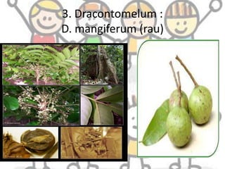 3. Dracontomelum :
D. mangiferum (rau)

 