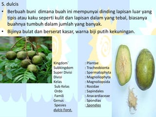 S. dulcis
• Berbuah buni dimana buah ini mempunyai dinding lapisan luar yang
tipis atau kaku seperti kulit dan lapisan dalam yang tebal, biasanya
buahnya tumbuh dalam jumlah yang banyak.
• Bijinya bulat dan berserat kasar, warna biji putih kekuningan.

Kingdom`
Subkingdom
Super Divisi
Divisi
Kelas
Sub Kelas
Ordo
Famili
Genus
Spesies
dulcis Forst.

: Plantae
: Tracheobionta
: Spermatophyta
: Magnoliophyta
: Magnoliopsida
: Rosidae
: Sapindales
: Anacardiaceae
: Spondias
: Spondias

 