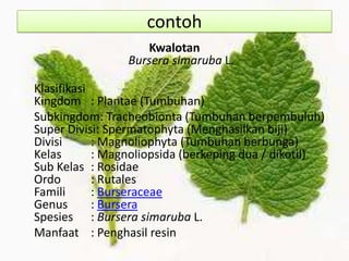 contoh
Kwalotan
Bursera simaruba L.

Klasifikasi
Kingdom : Plantae (Tumbuhan)
Subkingdom: Tracheobionta (Tumbuhan berpembuluh)
Super Divisi: Spermatophyta (Menghasilkan biji)
Divisi
: Magnoliophyta (Tumbuhan berbunga)
Kelas
: Magnoliopsida (berkeping dua / dikotil)
Sub Kelas : Rosidae
Ordo
: Rutales
Famili
: Burseraceae
Genus
: Bursera
Spesies : Bursera simaruba L.
Manfaat : Penghasil resin

 