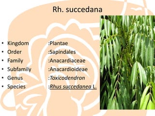 Rh. succedana

•
•
•
•
•
•

Kingdom
Order
Family
Subfamily
Genus
Species

:Plantae
:Sapindales
:Anacardiaceae
:Anacardioideae
:Toxicodendron
:Rhus succedanea L.

 