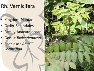 Rh. Vernicifera
•
•
•
•
•

Kingdom:Plantae
Order:Sapindales
Family:Anacardiaceae
Genus:Toxicodendron
Speciese : Rhus
verniciflua

 