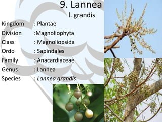 9. Lannea
l. grandis
Kingdom
Division
Class
Ordo
Family
Genus
Species

: Plantae
:Magnoliophyta
: Magnoliopsida
: Sapindales
: Anacardiaceae
: Lannea
: Lannea grandis

 