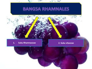 1.

Suku Rhamnaceae

2. Suku vitaceae

 