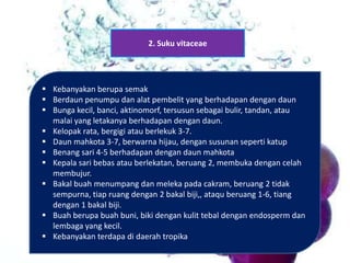 2. Suku vitaceae

 Kebanyakan berupa semak
 Berdaun penumpu dan alat pembelit yang berhadapan dengan daun
 Bunga kecil, banci, aktinomorf, tersusun sebagai bulir, tandan, atau
malai yang letakanya berhadapan dengan daun.
 Kelopak rata, bergigi atau berlekuk 3-7.
 Daun mahkota 3-7, berwarna hijau, dengan susunan seperti katup
 Benang sari 4-5 berhadapan dengan daun mahkota
 Kepala sari bebas atau berlekatan, beruang 2, membuka dengan celah
membujur.
 Bakal buah menumpang dan meleka pada cakram, beruang 2 tidak
sempurna, tiap ruang dengan 2 bakal biji,, ataqu beruang 1-6, tiang
dengan 1 bakal biji.
 Buah berupa buah buni, biki dengan kulit tebal dengan endosperm dan
lembaga yang kecil.
 Kebanyakan terdapa di daerah tropika

 