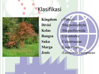 Klasifikasi
Kingdom
Divisi
Kelas
Bangsa
Suku
Marga
Jenis

: Plantae
:Magnoliophyta
:Magnoliopsida
:Celastrales
:Celastraceae
:Euonymus
:Euonymus europaeus

 