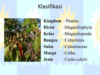 Klasifikasi
Kingdom
Divisi
Kelas
Bangsa
Suku
Marga
Jenis

: Plantae
:Magnoliophyta
:Magnoliopsida
:Celastrales
:Celastraceae
:Catha
:Catha edulis

 