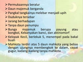  Permukaannya beralur
 Daun majemuk berganda
 Pangkal tangkainya melebar menjadi upih
 Duduknya tersebar
 Jarang berhadapan
 Tanpa daun penumpu
 Bunga
majemuk
berupa
payung
atau
bongkol, Kebanyakan banci, dan aktinomorf
 Kelopak Kecil, berlekuk 5, menempel pada bakal
buah
 Mahkota terdiri atas 5 daun mahkota yang bebas
dengan ujungnya membengkok ke dalam, cepat
gugur, kadang-kadang tanpa mahkota

 