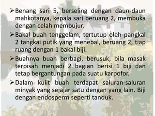 Benang sari 5, berseling dengan daun-daun
mahkotanya, kepala sari beruang 2, membuka
dengan celah membujur.
Bakal buah tenggelam, tertutup oleh pangkal
2 tangkai putik yang menebal, beruang 2, tiap
ruang dengan 1 bakal biji.
Buahnya buah berbagi, berusuk, bila masak
terpisah menjadi 2 bagian berisi 1 biji dan
tetap bergantungan pada suatu karpofor.
Dalam kulit buah terdapat saluran-saluran
minyak yang sejajar satu dengan yang lain. Biji
dengan endosperm seperti tanduk.

 