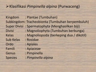 Klasifikasi Pimpinella alpina (Purwaceng)
Kingdom
: Plantae (Tumbuhan)
Subkingdom: Tracheobionta (Tumbuhan berpembuluh)
Super Divisi : Spermatophyta (Menghasilkan biji)
Divisi
: Magnoliophyta (Tumbuhan berbunga)
Kelas
: Magnoliopsida (berkeping dua / dikotil)
Sub Kelas : Rosidae
Ordo
: Apiales
Famili
: Apiaceae
Genus
: Pimpinella
Spesies
: Pimpinella alpina

 