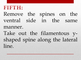 Remove the spines on the 
ventral side in the same 
manner. 
Take out the filamentous y-shaped 
spine along the lateral 
line. 
 