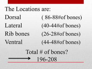 The Locations are: 
Dorsal ( 86-88#of bones) 
Lateral (40-44#of bones) 
Rib bones (26-28#of bones) 
Ventral (44-48#of bones) 
Total # of bones? 
196-208 
 