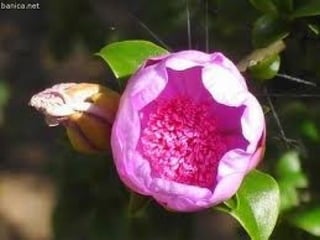 Flor de Banica
 