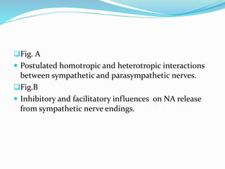 Fig. A
 Postulated homotropic and heterotropic interactions
between sympathetic and parasympathetic nerves.
Fig.B
 Inhibitory and facilitatory influences on NA release
from sympathetic nerve endings.
 