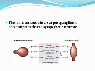  The main cotransmitters at postganglionic
parasympathetic and sympathetic neurons.
 