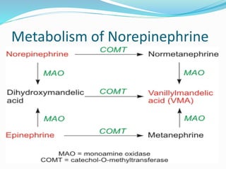 Metabolism of Norepinephrine
 