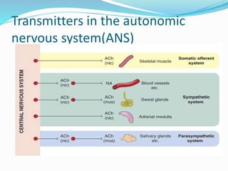 Transmitters in the autonomic
nervous system(ANS)
 