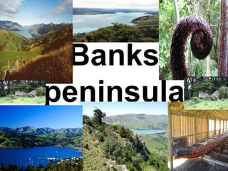 Banks
peninsula
 