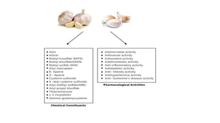 BAN LASUN allium sativum Himalayan herbal medicine | PPTX