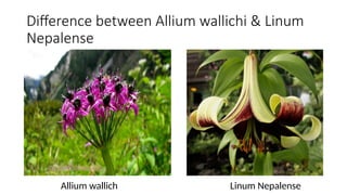 BAN LASUN allium sativum Himalayan herbal medicine | PPTX