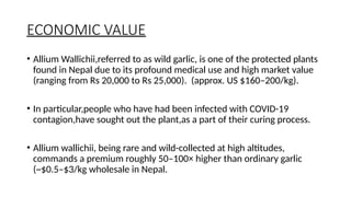 BAN LASUN allium sativum Himalayan herbal medicine | PPTX