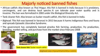 Banned fishes and fisheries regulations in India By B | PPTX