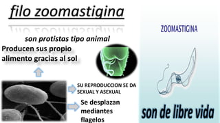 filo zoomastigina
son protistas tipo animal
Producen sus propio
alimento gracias al sol
Se desplazan
mediantes
flagelos
SU REPRODUCCION SE DA
SEXUAL Y ASEXUAL
 