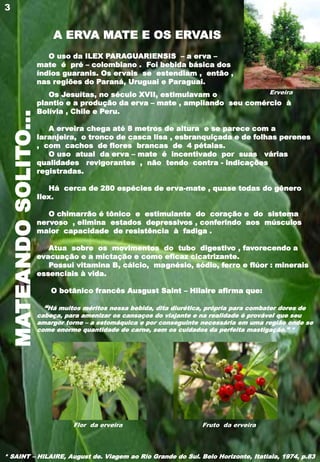 MATEANDOSOLITO...
O uso da ILEX PARAGUARIENSIS – a erva –
mate é pré – colombiano . Foi bebida básica dos
índios guaranis. Os ervais se estendiam , então ,
nas regiões do Paraná, Uruguai e Paraguai.
Os Jesuítas, no século XVII, estimulavam o
plantio e a produção da erva – mate , ampliando seu comércio à
Bolívia , Chile e Peru.
A erveira chega até 8 metros de altura e se parece com a
laranjeira, o tronco de casca lisa , esbranquiçada e de folhas perenes
, com cachos de flores brancas de 4 pétalas.
O uso atual da erva – mate é incentivado por suas várias
qualidades revigorantes , não tendo contra - indicações
registradas.
Há cerca de 280 espécies de erva-mate , quase todas do gênero
Ilex.
O chimarrão é tônico e estimulante do coração e do sistema
nervoso , elimina estados depressivos , conferindo aos músculos
maior capacidade de resistência à fadiga .
Atua sobre os movimentos do tubo digestivo , favorecendo a
evacuação e a mictação e como eficaz cicatrizante.
Possui vitamina B, cálcio, magnésio, sódio, ferro e flúor : minerais
essenciais à vida.
O botânico francês Ausgust Saint – Hilaire afirma que:
“Há muitos méritos nessa bebida, dita diurética, própria para combater dores de
cabeça, para amenizar os cansaços do viajante e na realidade é provável que seu
amargor torne – a estomáquica e por conseguinte necessária em uma região onde se
come enorme quantidade de carne, sem os cuidados da perfeita mastigação.” *
3
Erveira
Flor da erveira Fruto da erveira
* SAINT – HILAIRE, August de. Viagem ao Rio Grande do Sul. Belo Horizonte, Itatiaia, 1974, p.83
A ERVA MATE E OS ERVAIS
 