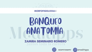 BANQUEO
ANATOMÍA
MORFOFISIOLOGIA I
@zamirasemr @meditipps
ZAMIRA SEMINARIO ROMERO
ZAMIRA SEMINARIO ROMERO
 