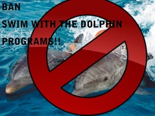 BAN
SWIM WITH THE DOLPHIN
PROGRAMS!!
 