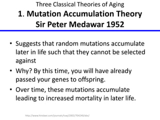 Three Classical Theories of Aging 
1. Mutation Accumulation Theory 
Sir Peter Medawar 1952 
• Suggests that random mutations accumulate 
later in life such that they cannot be selected 
against 
• Why? By this time, you will have already 
passed your genes to offspring. 
• Over time, these mutations accumulate 
leading to increased mortality in later life. 
http://www.hindawi.com/journals/tswj/2002/704240/abs/ 
 