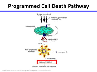 Programmed Cell Death Pathway 
http://www.bumc.bu.edu/phys-biophys/files/2010/04/intrinsic-apoptotic-pathway. 
jpg 
 