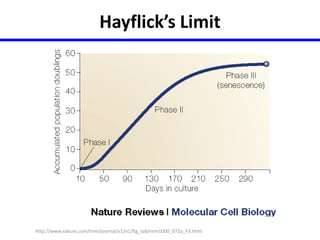 Hayflick’s Limit 
http://www.nature.com/nrm/journal/v1/n1/fig_tab/nrm1000_072a_F3.html 
 