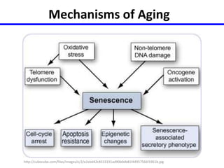 Mechanisms of Aging 
http://cubocube.com/files/images/e/2/e2ebd42c8333191ad90b0db81f44957566f1961b.jpg 
 