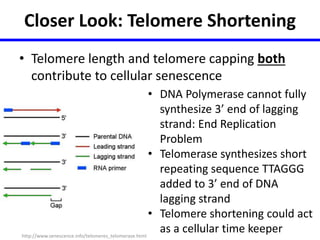 Closer Look: Telomere Shortening 
• Telomere length and telomere capping both 
contribute to cellular senescence 
• DNA Polymerase cannot fully 
synthesize 3’ end of lagging 
strand: End Replication 
Problem 
• Telomerase synthesizes short 
repeating sequence TTAGGG 
added to 3’ end of DNA 
lagging strand 
• Telomere shortening could act 
as a cellular time keeper 
http://www.senescence.info/telomeres_telomerase.html 
 