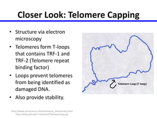 Closer Look: Telomere Capping 
• Structure via electron 
microscopy 
• Telomeres form T-loops 
that contains TRF-1 and 
TRF-2 (Telomere repeat 
binding factor) 
• Loops prevent telomeres 
from being identified as 
damaged DNA. 
• Also provide stability. 
http://www.senescence.info/telomeres_telomerase.html 
http://web.pdx.edu/~newmanl/TelomereLoop.gif 
 