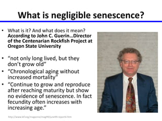 What is negligible senescence? 
• What is it? And what does it mean? 
According to John C. Guerin…Director 
of the Centenarian Rockfish Project at 
Oregon State University 
• “not only long lived, but they 
don’t grow old” 
• “Chronological aging without 
increased mortality” 
• “Continue to grow and reproduce 
after reaching maturity but show 
no evidence of senescence. In fact 
fecundity often increases with 
increasing age.” 
http://www.lef.org/magazine/mag99/june99-report4.htm 
 