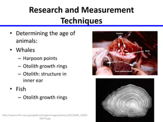 Research and Measurement 
Techniques 
• Determining the age of 
animals: 
• Whales 
– Harpoon points 
– Otolith growth rings 
– Otolith: structure in 
inner ear 
• Fish 
– Otolith growth rings 
http://www.nmfs.noaa.gov/gallery/images/images/photos/20110404_55893 
34674.jpg 
 