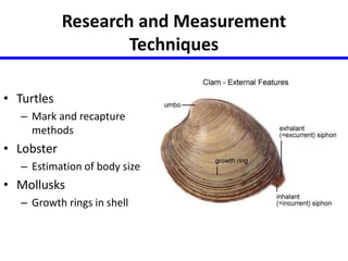Research and Measurement 
Techniques 
• Turtles 
– Mark and recapture 
methods 
• Lobster 
– Estimation of body size 
• Mollusks 
– Growth rings in shell 
 