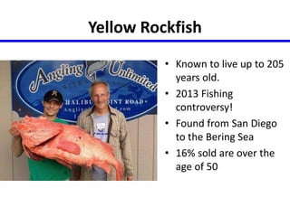 Yellow Rockfish 
• Known to live up to 205 
years old. 
• 2013 Fishing 
controversy! 
• Found from San Diego 
to the Bering Sea 
• 16% sold are over the 
age of 50 
 